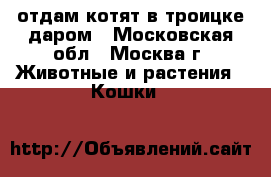 отдам котят в троицке даром - Московская обл., Москва г. Животные и растения » Кошки   